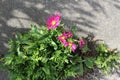 Tough pink aster flowers bloom in a concrete crack