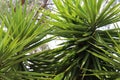 Leaves of the Yukka Plant