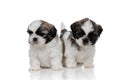 Tough Shih Tzu puppies walking forward Royalty Free Stock Photo