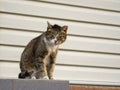 A tough street cat with green eyes looking in the camera