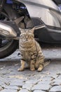 Tough Street Cat of Rome 1