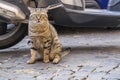 Tough Street Cat of Rome 2