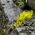 Tough yellow wildflower growing in the rock. Survive, determination