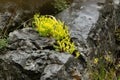 Tough yellow wildflower growing in the rock. Survive, determination