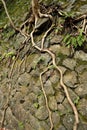 Toughness of Wild Tree on The Wall