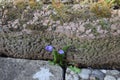 tought little blue flower between stones