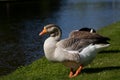 Toulouse Goose in the sun Royalty Free Stock Photo