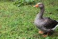 Toulouse goose walking on a meadow Royalty Free Stock Photo