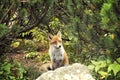 Tound Fox in forest Royalty Free Stock Photo