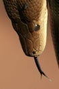 Tounge of Python , Australia Royalty Free Stock Photo