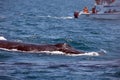 Tour boat watching a humpback whale