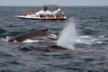 Tour boat watching humpback whales