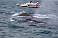 Tour boat watching humpback whales