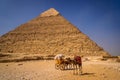 Tour camel in front of the pyramid of Khafre in Giza, Egypt Royalty Free Stock Photo