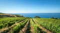 The tour culminates in a stunning view of the vineyard with the crystal blue ocean in the backdrop Royalty Free Stock Photo