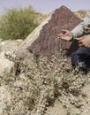 Tour Guide Teaching about a Plant in the Negev Desert near Mitspe Ramon Royalty Free Stock Photo