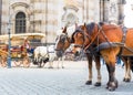 Tour horses in old European town
