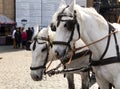 Tour horses in old European town