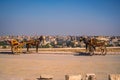 Tour horses on a pavement overlooking a city Egypt against a clear blue sky