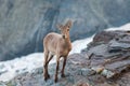 Tour, mountain goat, animals, wildlife, mountains, reserve, stone