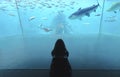 tour of the oceanarium. Sea shark in a large aquarium Royalty Free Stock Photo