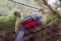 Touraco fischeri bird Royalty Free Stock Photo