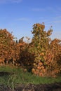 Tourism B.C.- Autumn and fall in Canada Wine Tours!