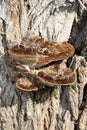 Tourism BC-wild mushroom foraging in British Columbia, Canada