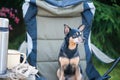Tourism and camping theme with dog. A cute dog sits outdoors in an equipped camp on a camping chair