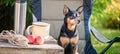 Tourism and camping theme with dog. Banner. A cute dog sits outdoors in an equipped camp on a camping chair