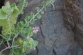 Capparis spinosa, syn. the caper bush, Flinders rose, is a perennial plant that bears rounded, fleshy leaves. Egypt Royalty Free Stock Photo