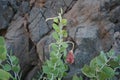 Capparis spinosa, syn. the caper bush, Flinders rose, is a perennial plant that bears rounded, fleshy leaves. Egypt Royalty Free Stock Photo