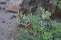 Capparis spinosa, syn. the caper bush, Flinders rose, is a perennial plant that bears rounded, fleshy leaves. Egypt Royalty Free Stock Photo