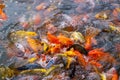 Tourism Feed Many Hungry Fancy Carp, Mirror Carp Fish, Koi In The Pond