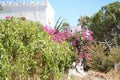 A white building surrounded by lush Mediterranean vegetation. Kolimpia, Rhodes, Greece