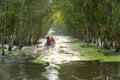 Tourism motorboat in cajuput forest in floating water season in Mekong Delta, Can Tho, Vietnam