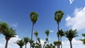 Tourism promotional video template, Driving through palm trees video 3d rendering