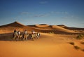 Tourism in the Sahara desert, Camel trekking tours for tourists Royalty Free Stock Photo