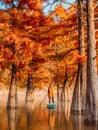 Tourism on SUP board with traveller at the river between Taxodium trees in autumnal season Royalty Free Stock Photo