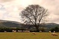 Tourism Wales: Beautiful scenery in rural Wales