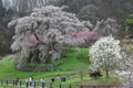 Tourist admiring a huge cherry tree in a foggy spring garden Royalty Free Stock Photo