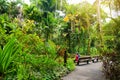 Tourist admiring lush tropical vegetation of the Hawaii Tropical Botanical Garden of Big Island of Hawaii Royalty Free Stock Photo