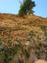 mountains area and Some trees and their roots