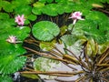 Tourist Attraction , Old pond with lotus in The famous temples at Thailand. Royalty Free Stock Photo