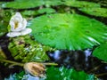 Tourist Attraction , Old pond with lotus in The famous temples at Thailand. Royalty Free Stock Photo