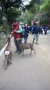 Tourist be greeted by the deer from nearby Nara Park on approach to Todaiji