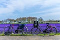 tourist bikes parked near a vibrant blue purple dutch flower field