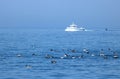 Tourist boat, guillemots, puffin, Farne Islands Royalty Free Stock Photo