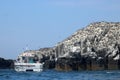 Boat Serenity, gullemots on cliffs, Farne Islands