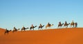 Tourist camel caravan in Sahara desert